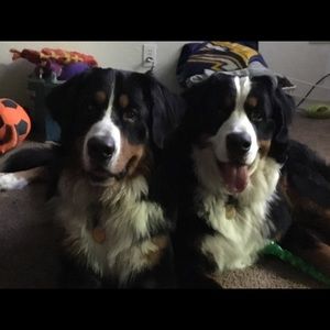 Meet your Posher, Alycia